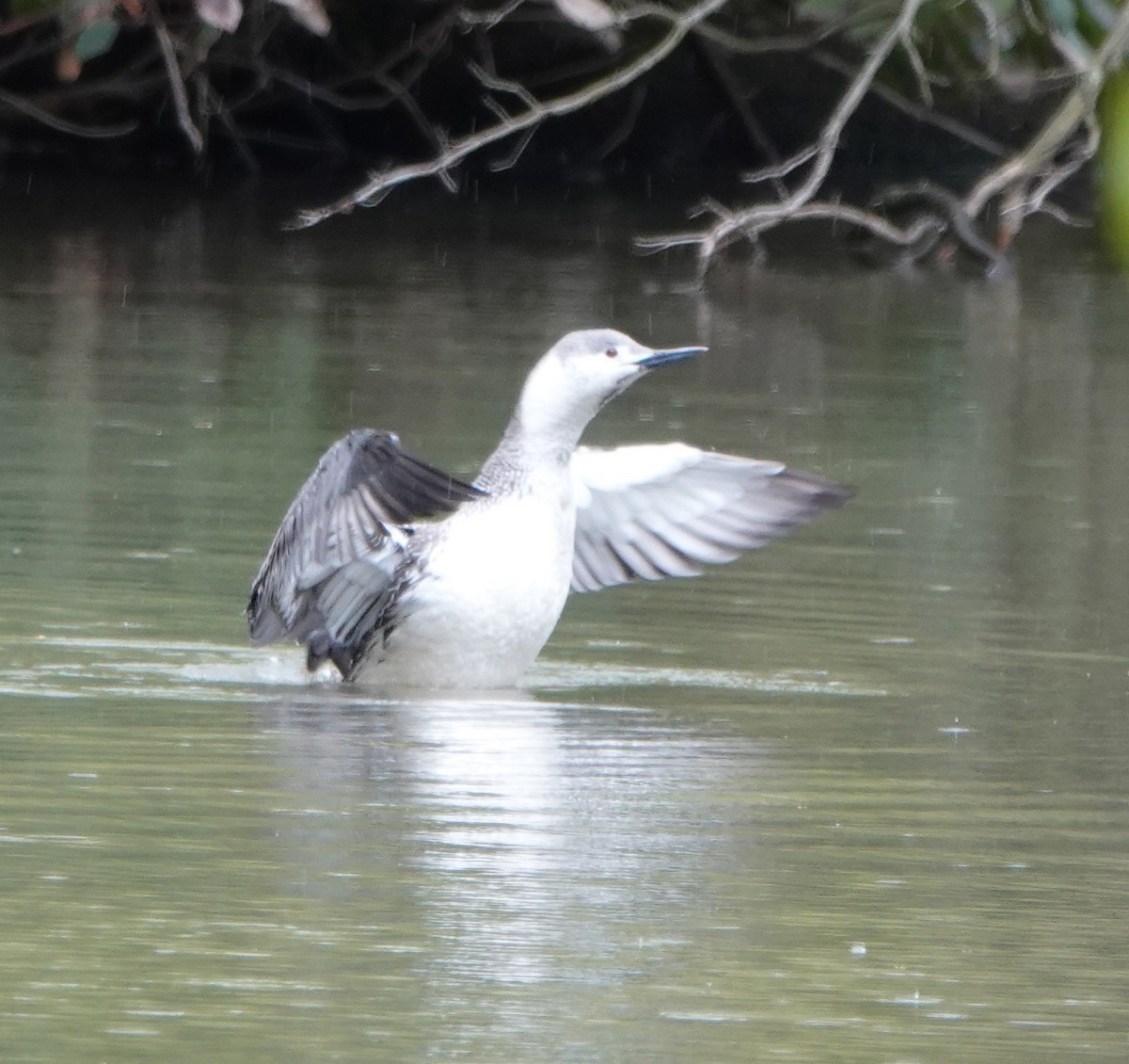 Red-throated Loon - ML445770161