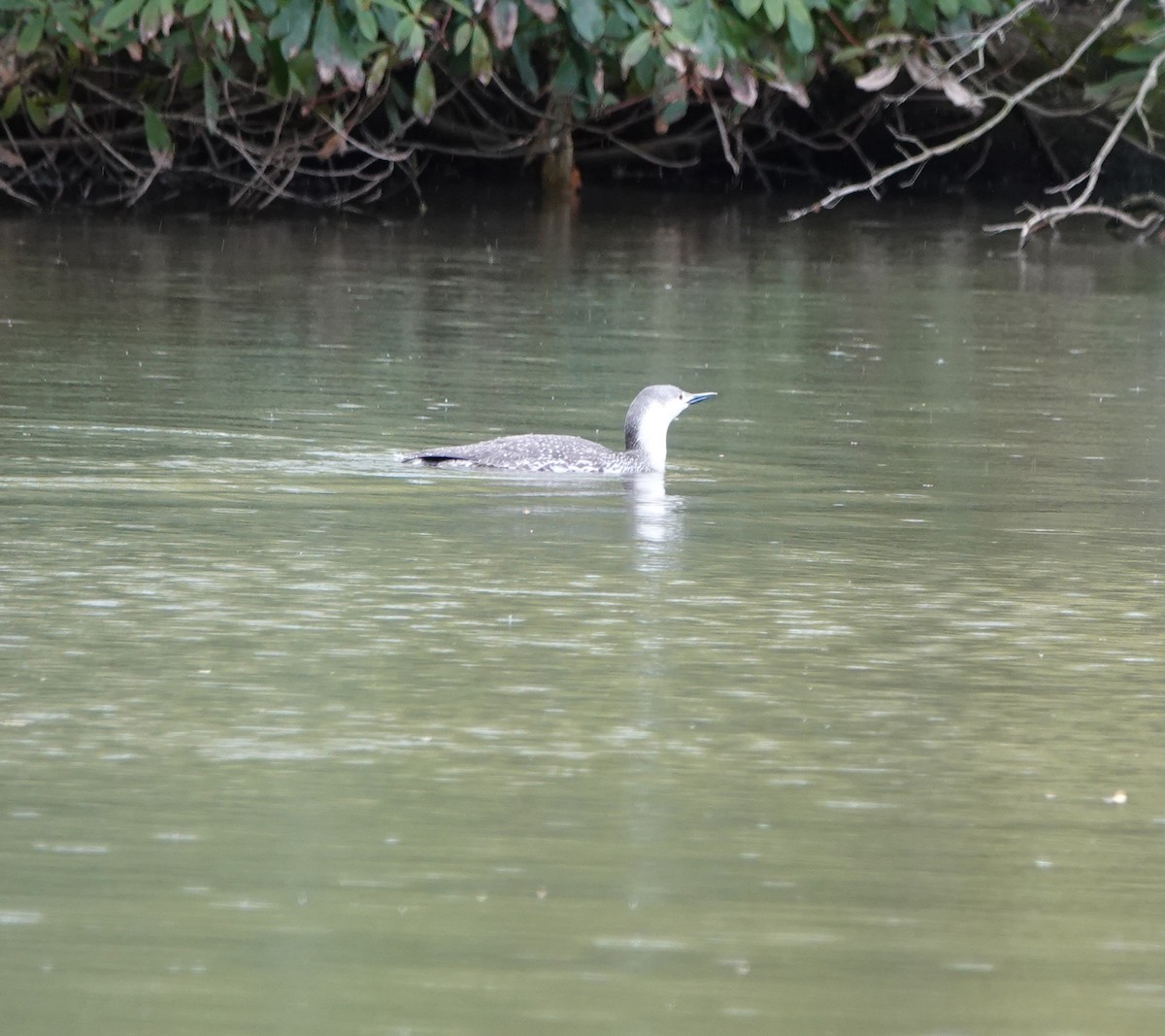 Red-throated Loon - ML445770221