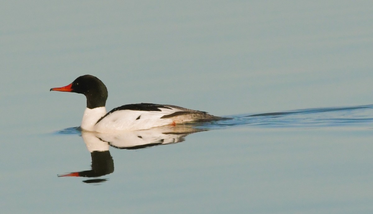 Common Merganser - ML445770871