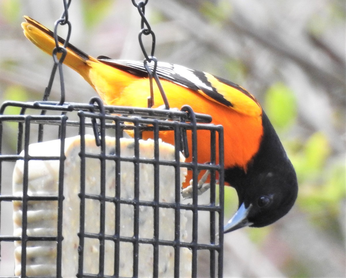 Baltimore Oriole - ML445771331