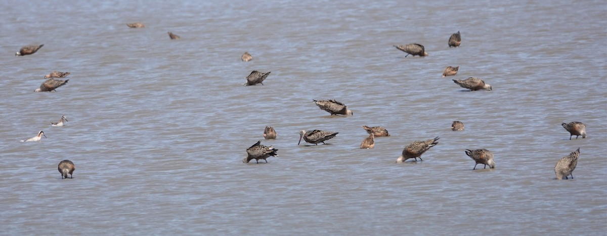 Hudsonian Godwit - ML445771861