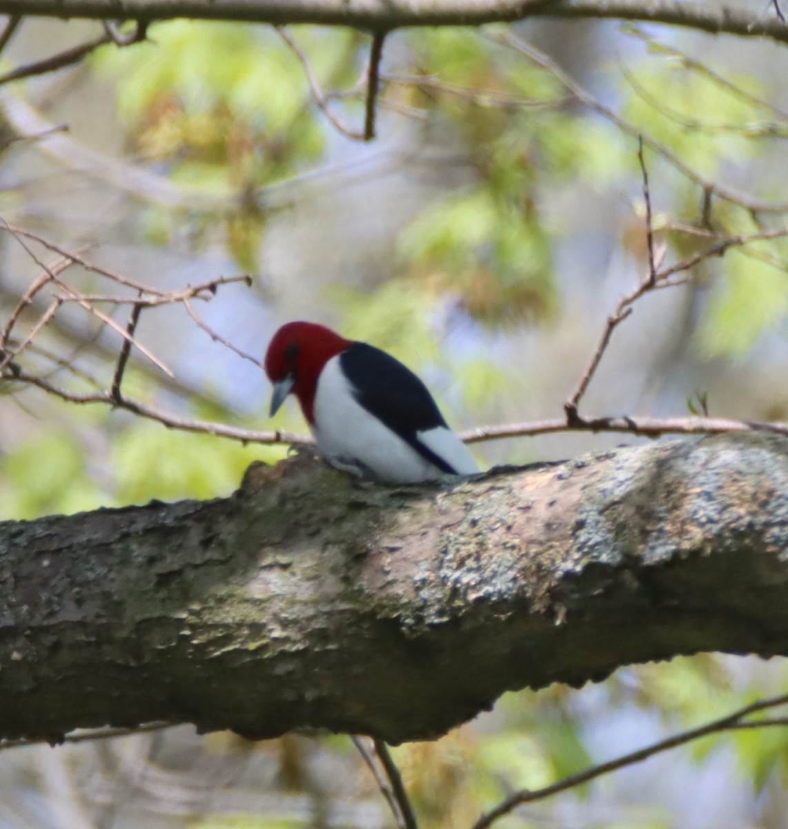 Red-headed Woodpecker - ML445771871