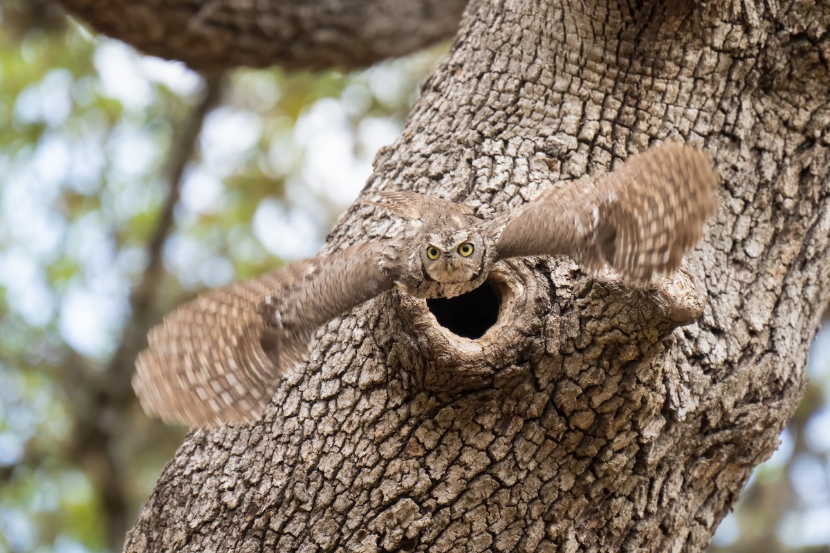 Eastern Screech-Owl - ML445772071