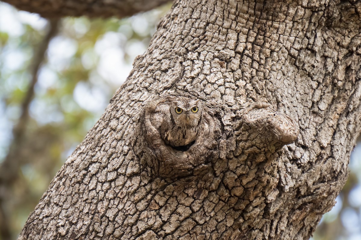 Eastern Screech-Owl - ML445772081