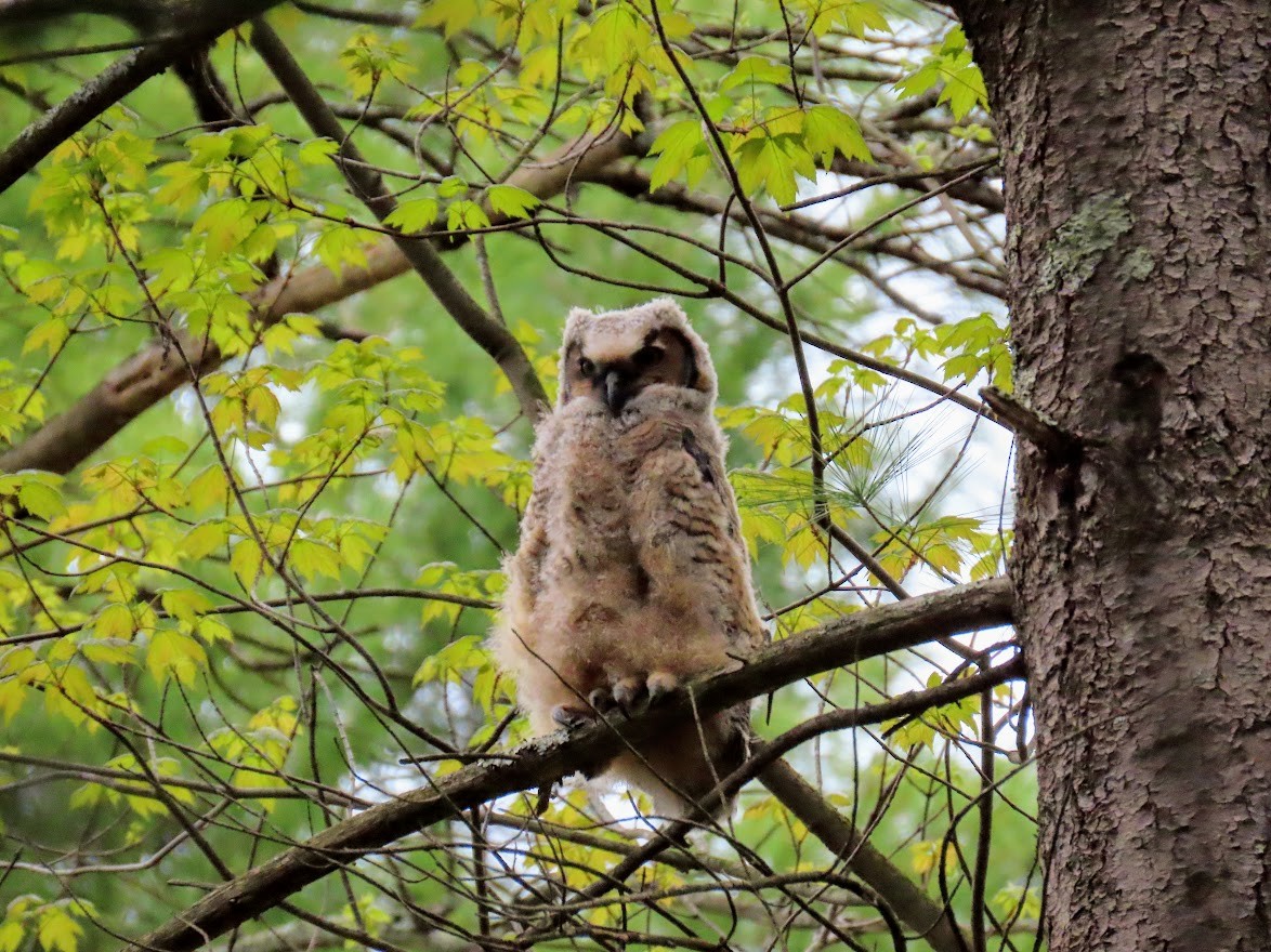 Great Horned Owl - ML445772921