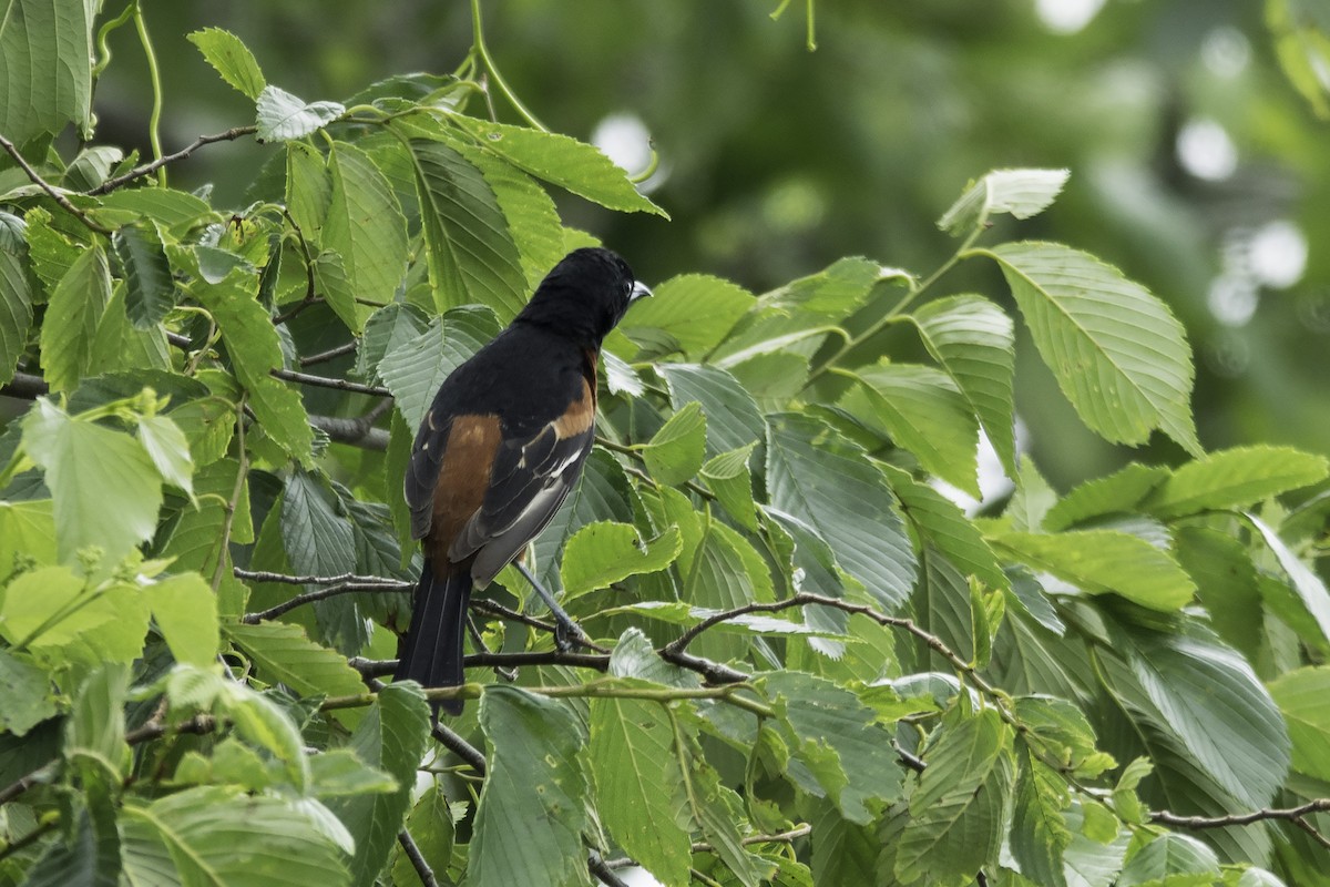 Orchard Oriole - ML445773971