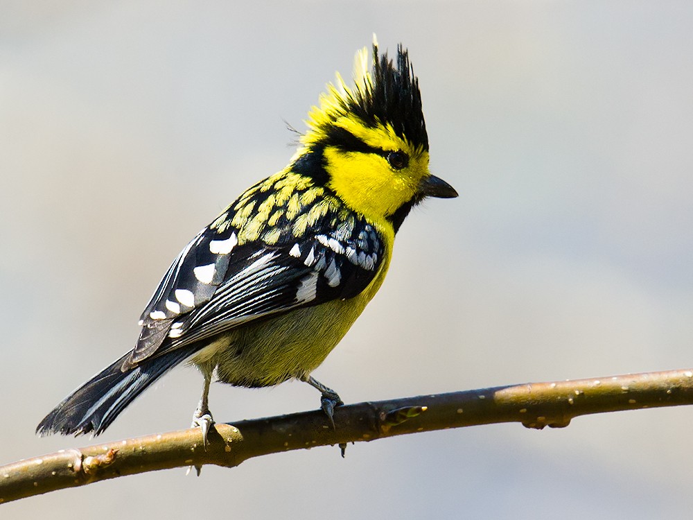 Yellow-cheeked Tit - ML44577491
