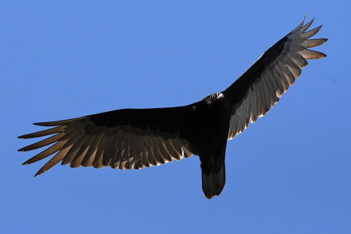 Turkey Vulture - ML445776151