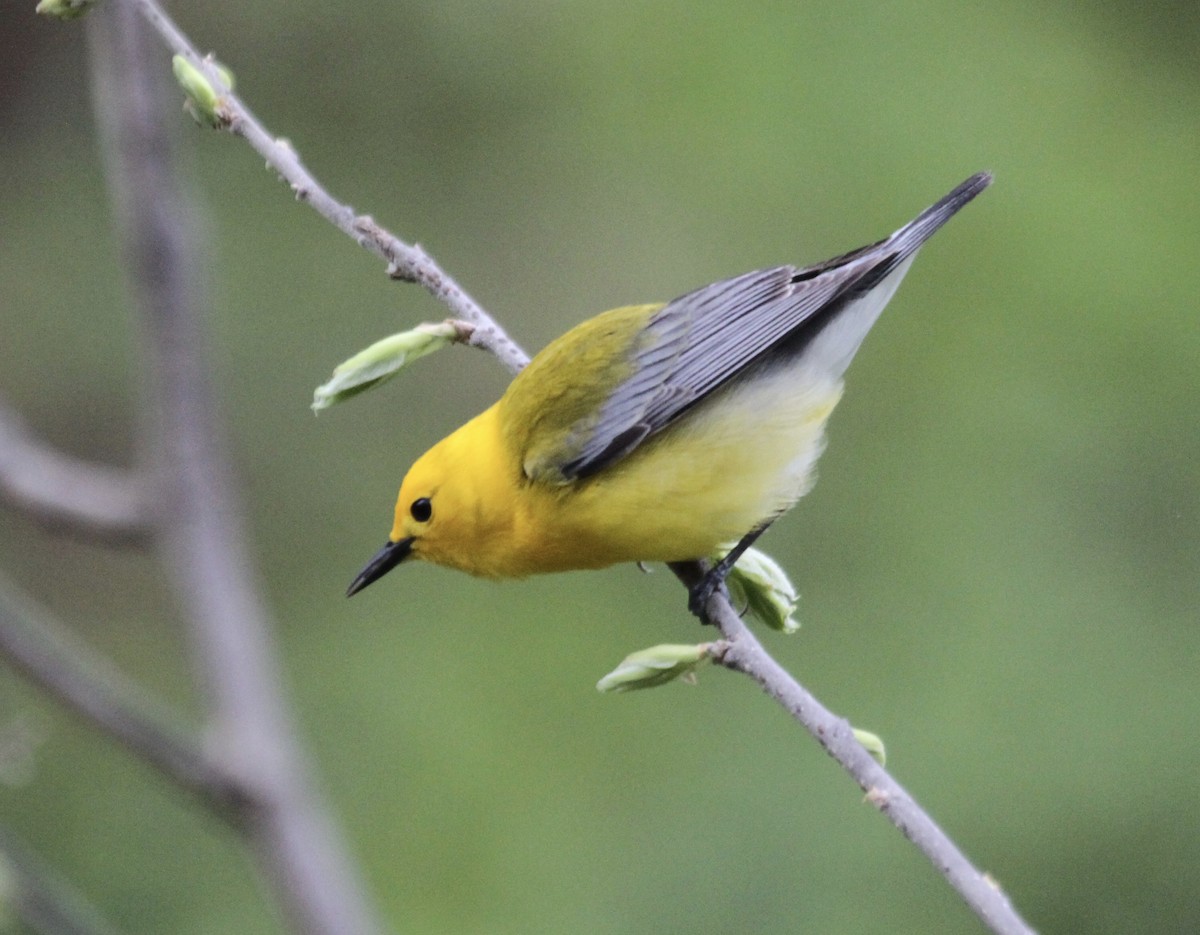 Prothonotary Warbler - Sam Manning