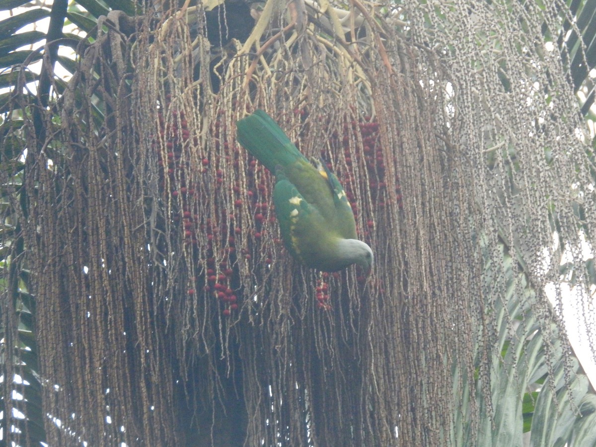 Wompoo Fruit-Dove - ML44577671