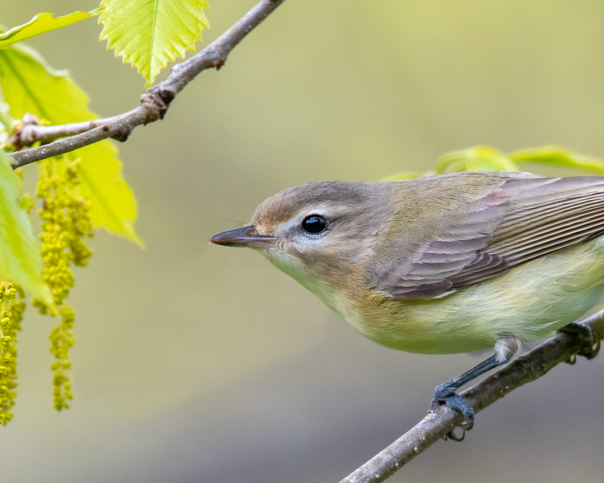 Eastern Warbling Vireo - ML445776921