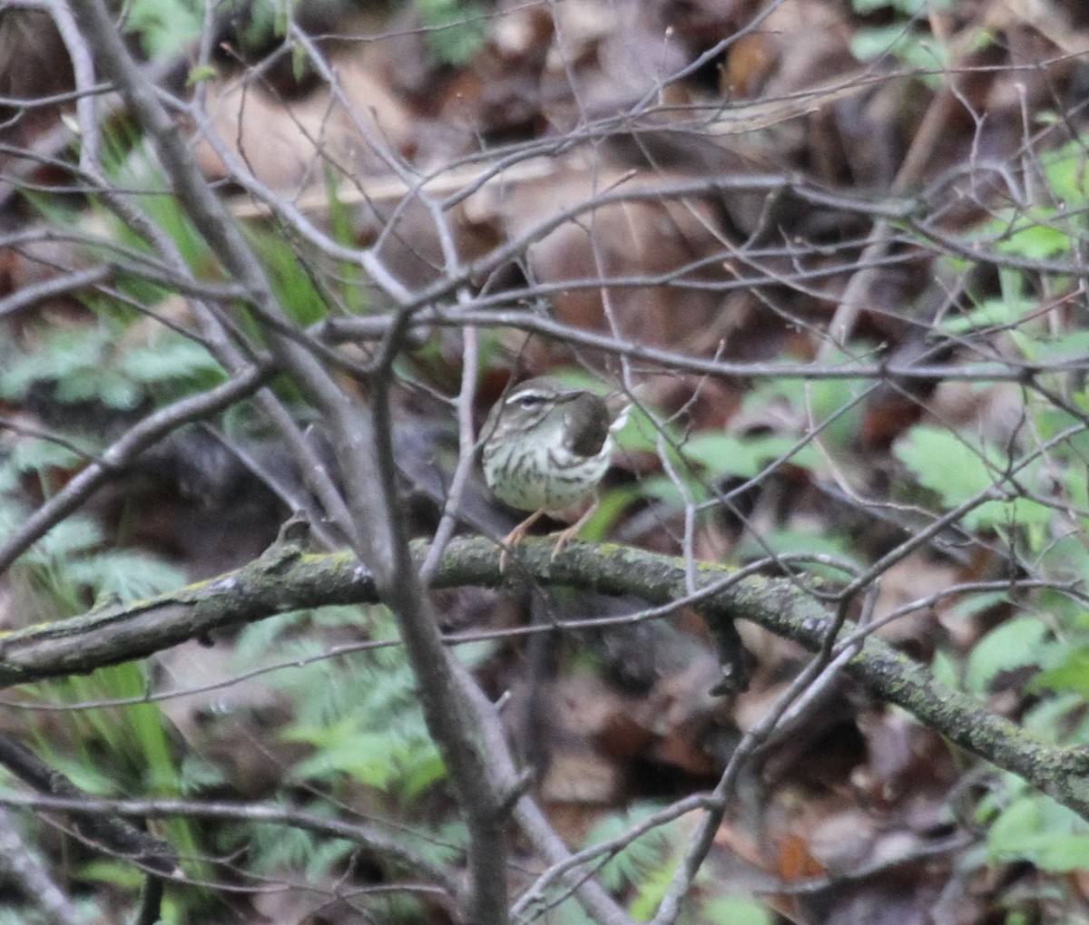 Louisiana Waterthrush - Sam Manning