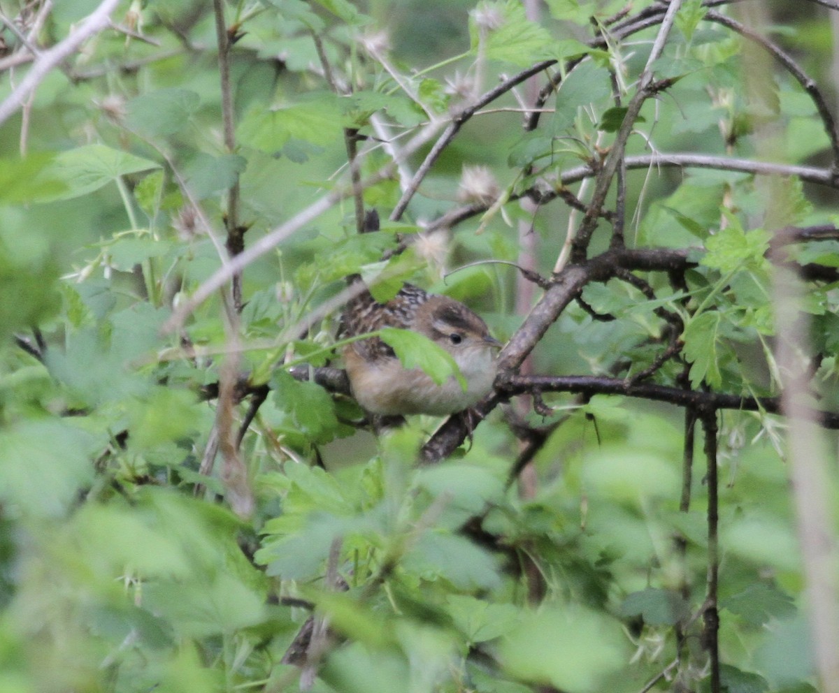 Sedge Wren - ML445779791