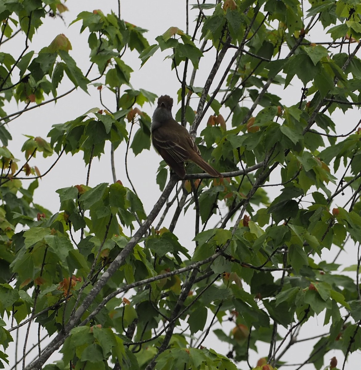 Great Crested Flycatcher - ML445780131