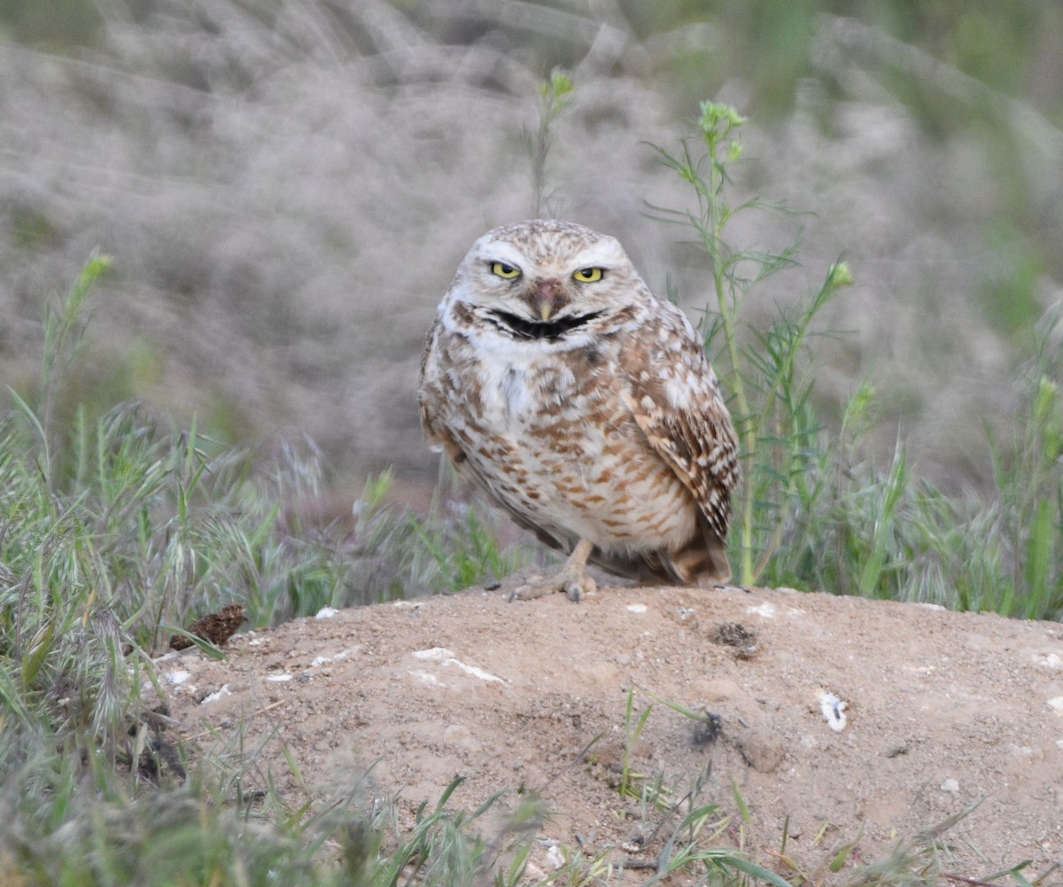 Burrowing Owl - ML445780471