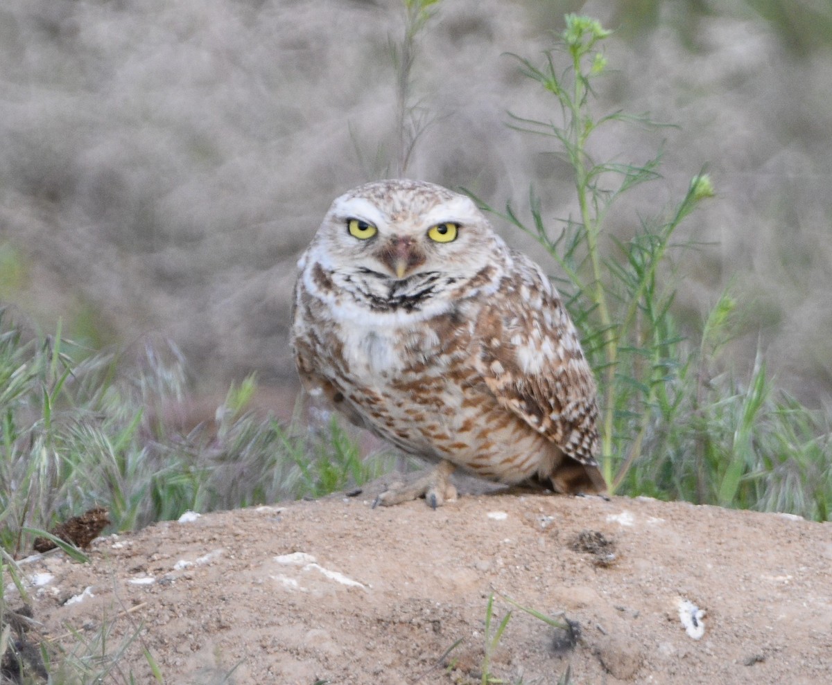 Burrowing Owl - ML445780511