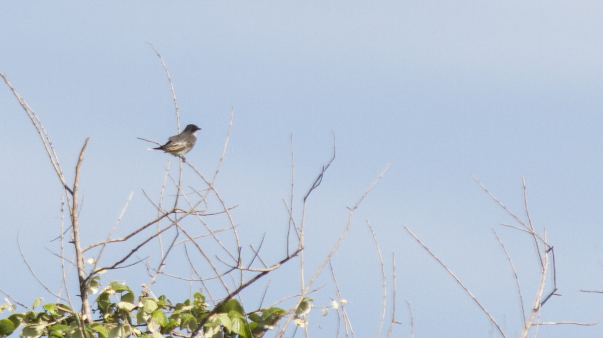 Eastern Kingbird - ML445783531