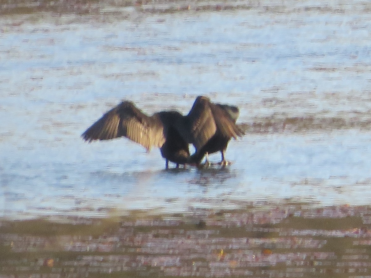 Double-crested Cormorant - ML445785471