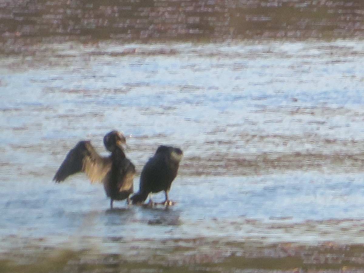 Double-crested Cormorant - ML445785501