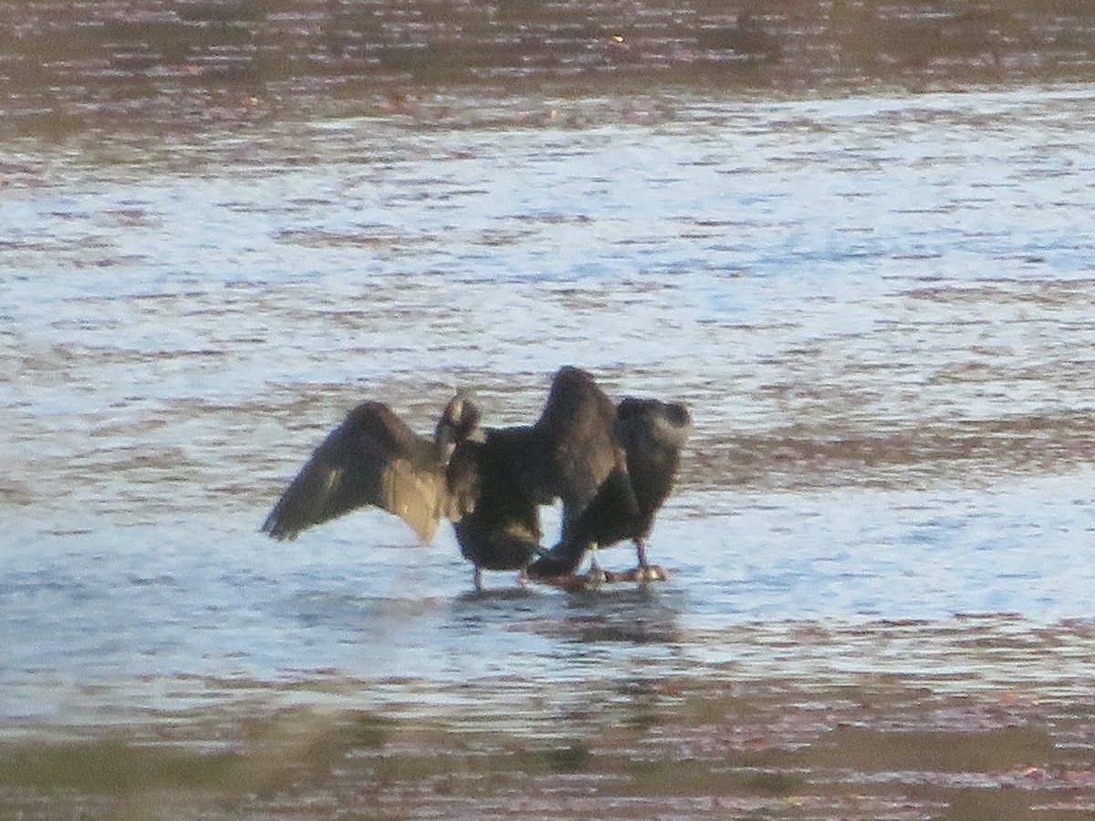 Double-crested Cormorant - ML445785521