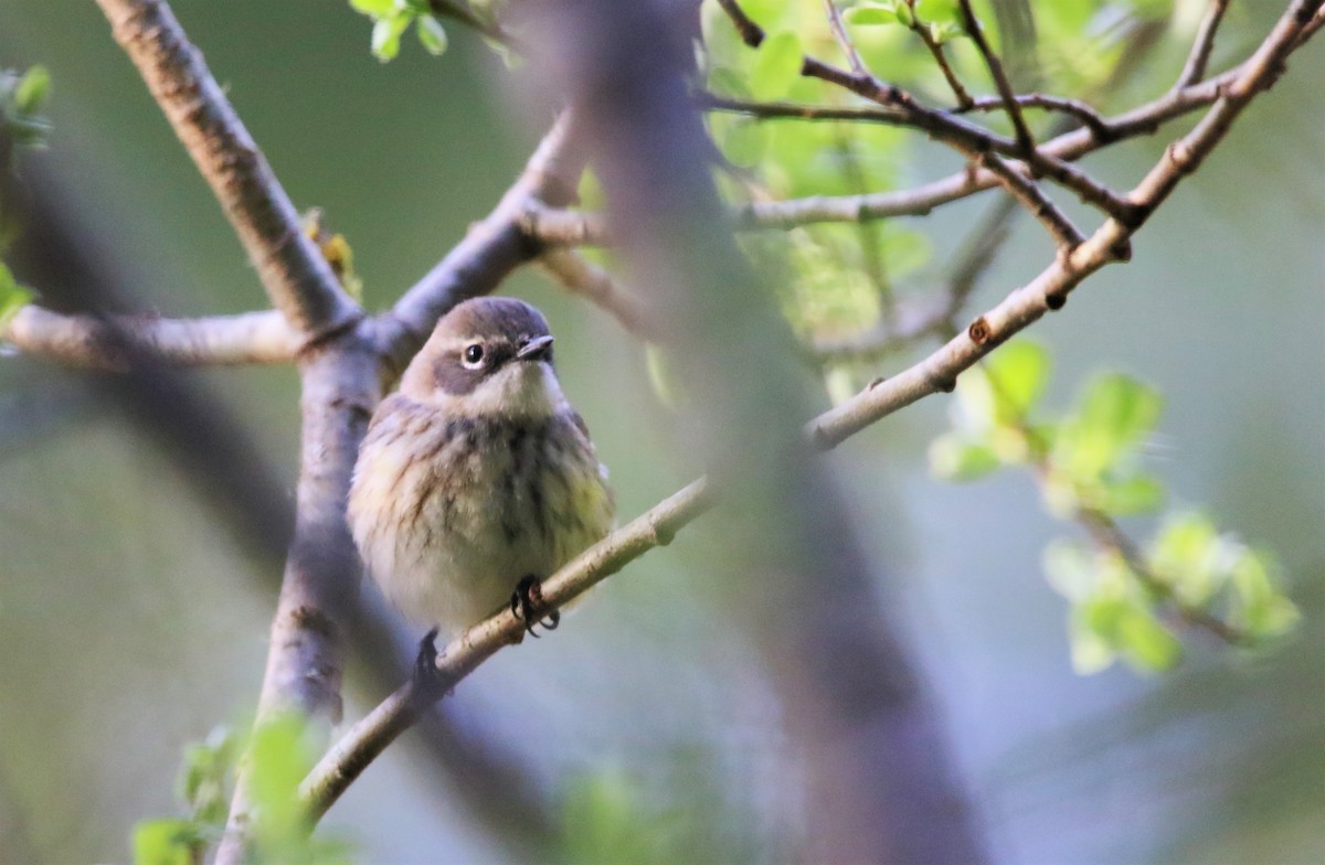 Yellow-rumped Warbler - ML445785921