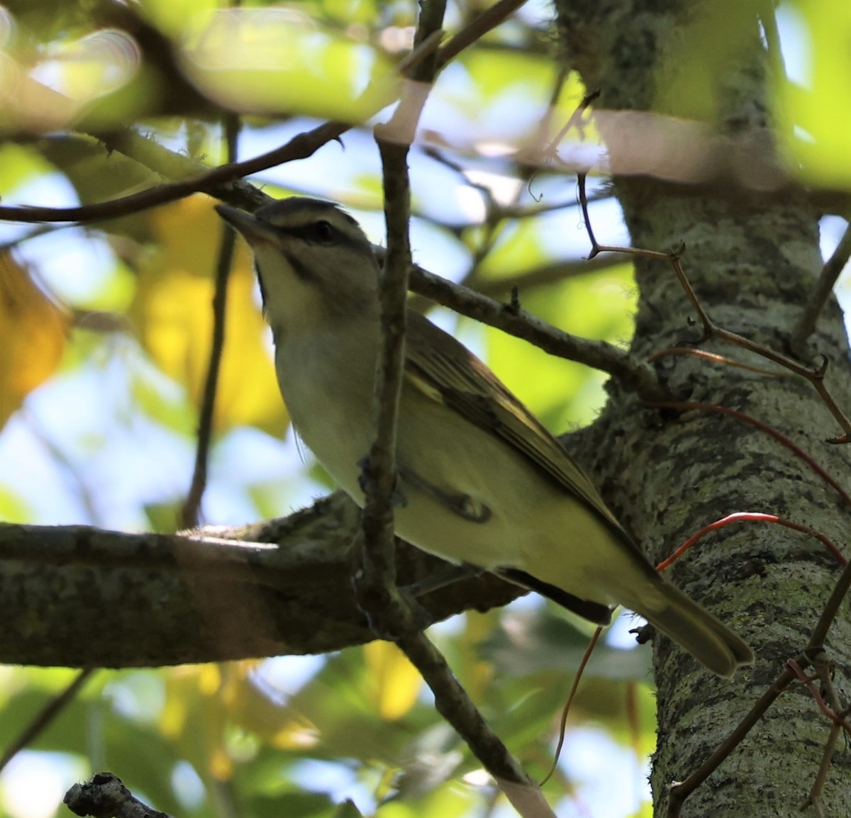 Black-whiskered Vireo - David Muth