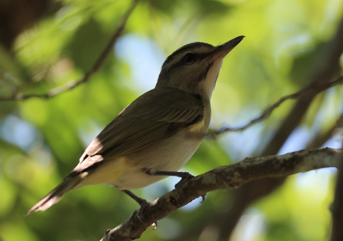 Black-whiskered Vireo - ML445786481