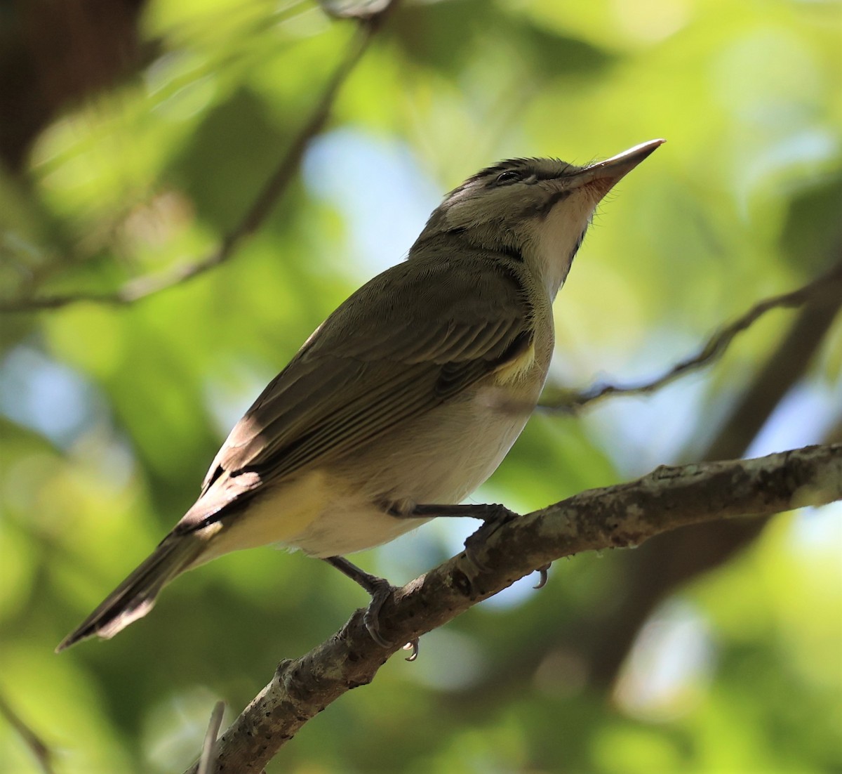 Black-whiskered Vireo - David Muth