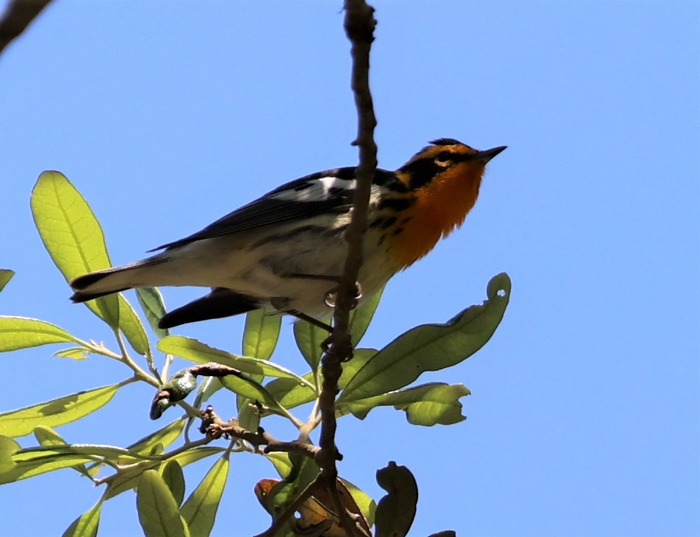 Blackburnian Warbler - ML445786821