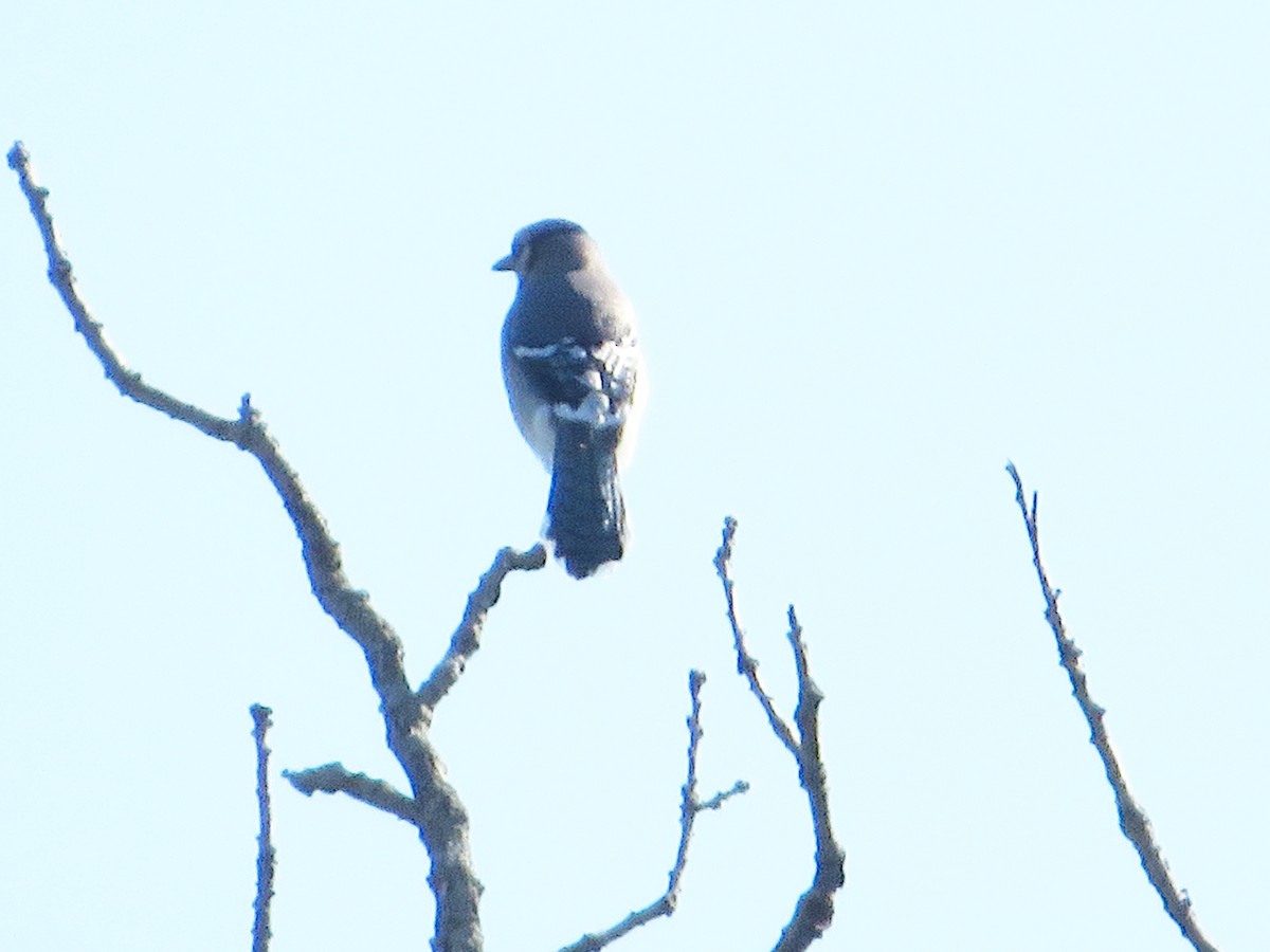 Blue Jay - ML445790181