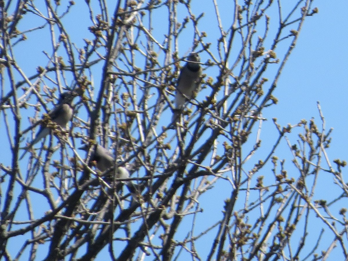 Blue Jay - ML445790201