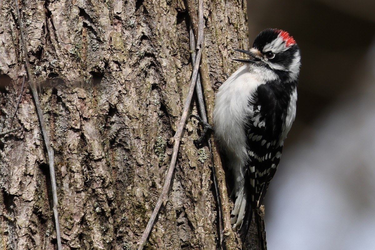 Downy Woodpecker - Robert Martin