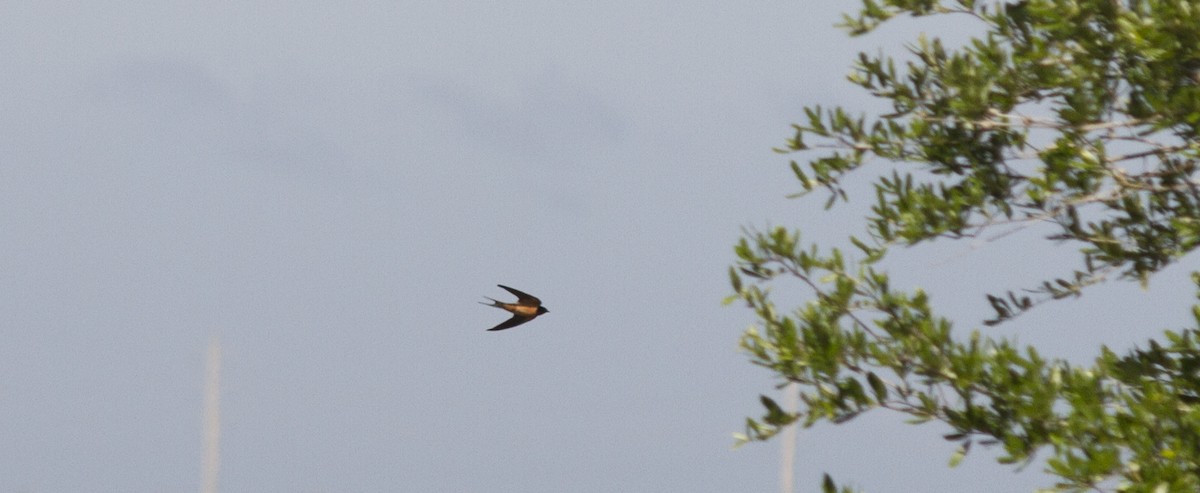 Barn Swallow - ML445792321