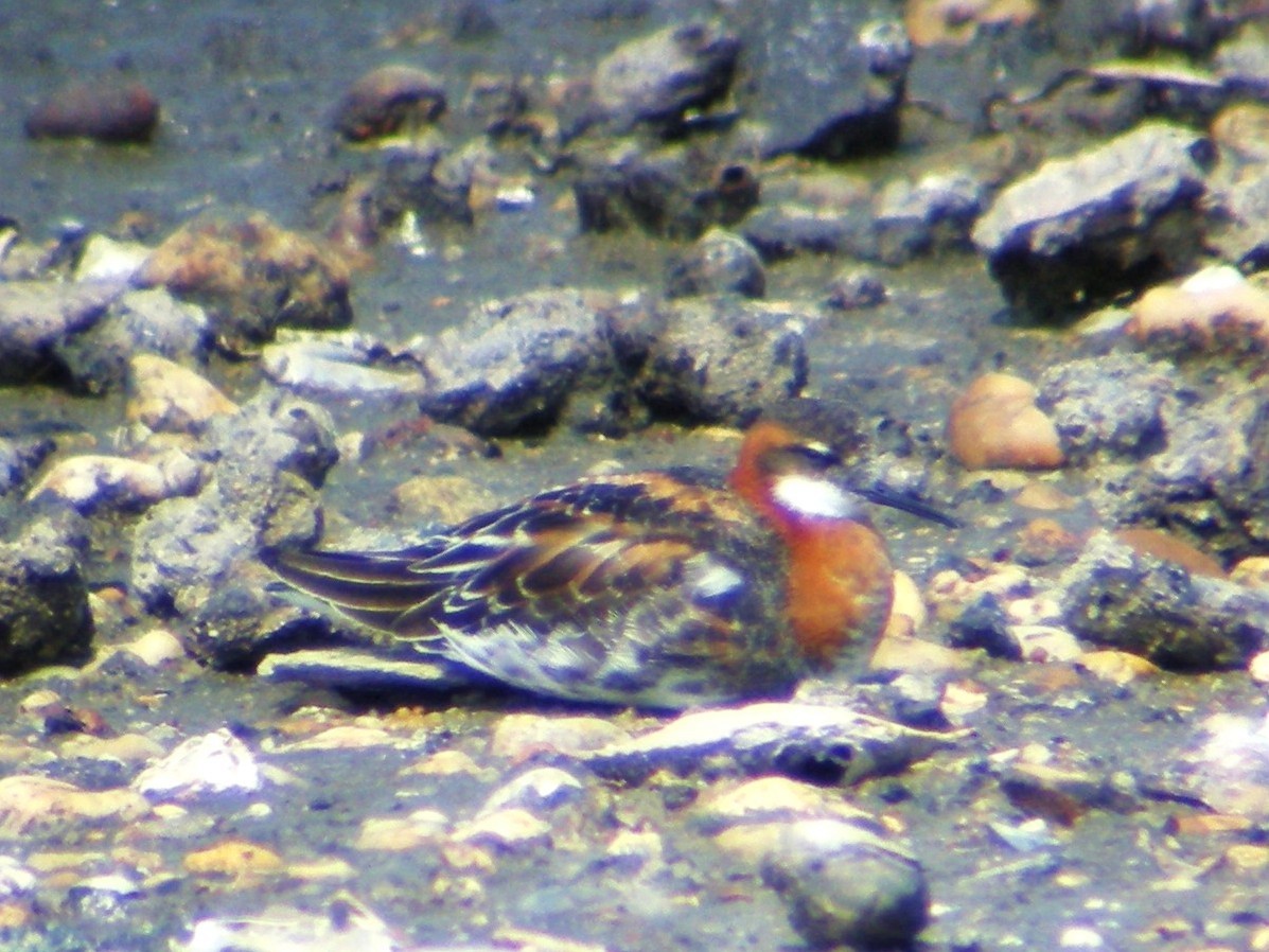 Red-necked Phalarope - William Keim