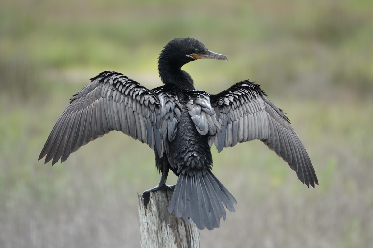 Neotropic Cormorant - ML445792521