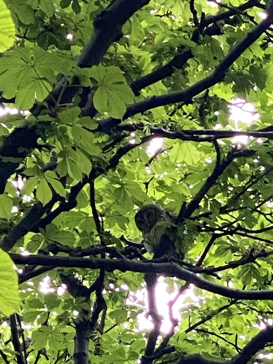 Barred Owl - Tom Voter