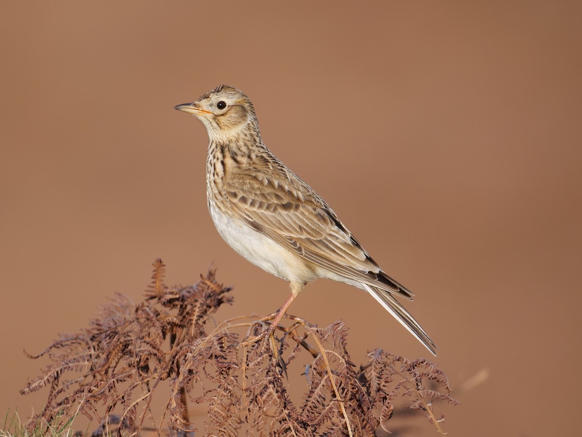 Eurasian Skylark - ML445795131