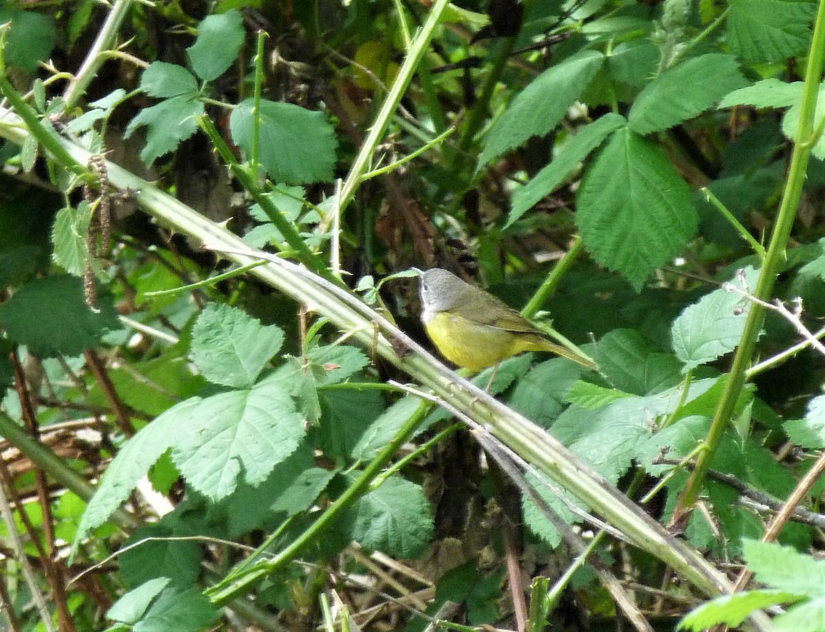 MacGillivray's Warbler - ML445795361