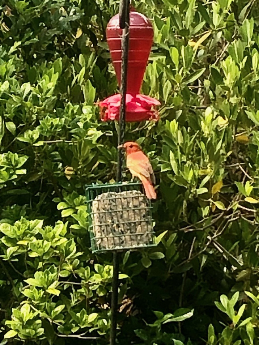 Summer Tanager - ML445795671