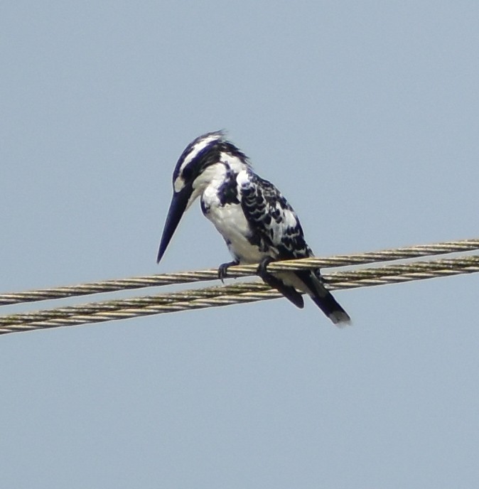 Pied Kingfisher - ML445796021