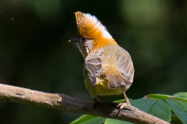 White-naped Yuhina - ML44579621