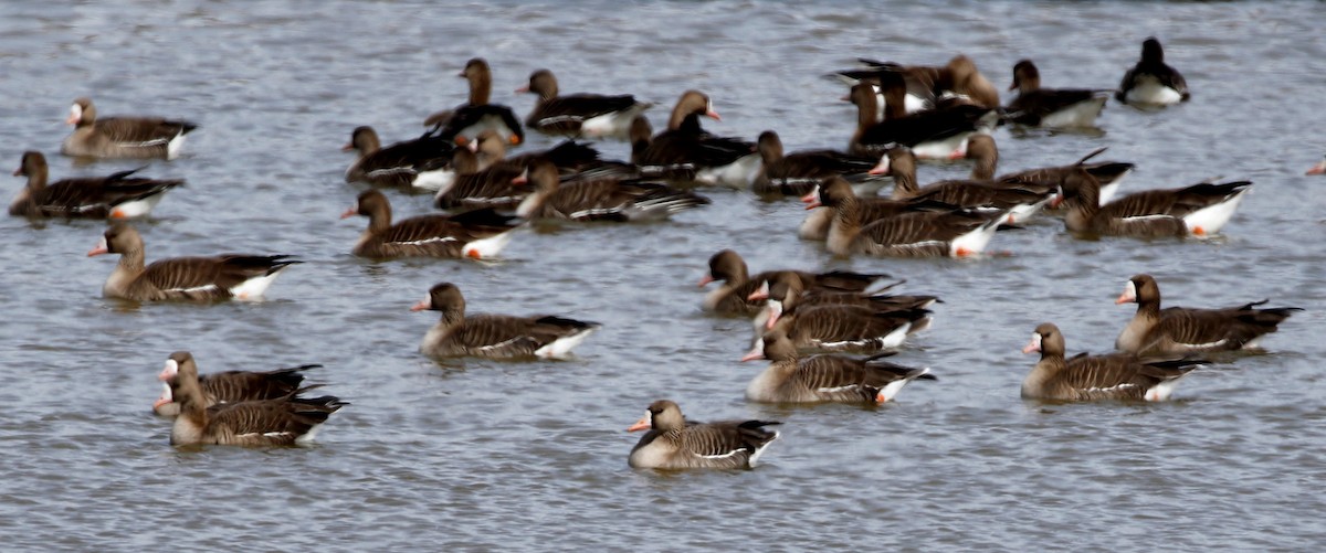 Greater White-fronted Goose - ML445796491