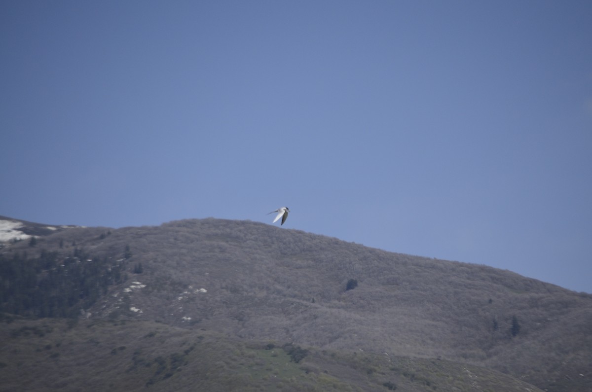 Forster's Tern - ML445796571