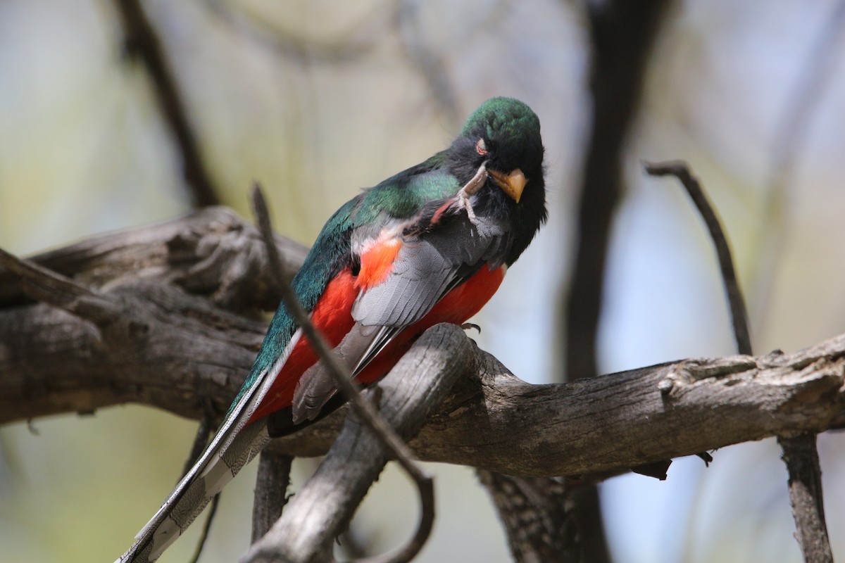 Trogon élégant - ML445798731