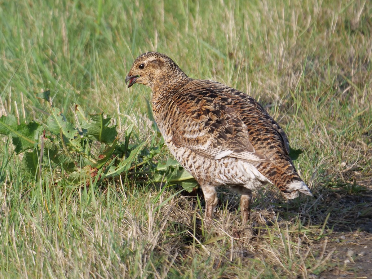 Black Grouse - ML445798911