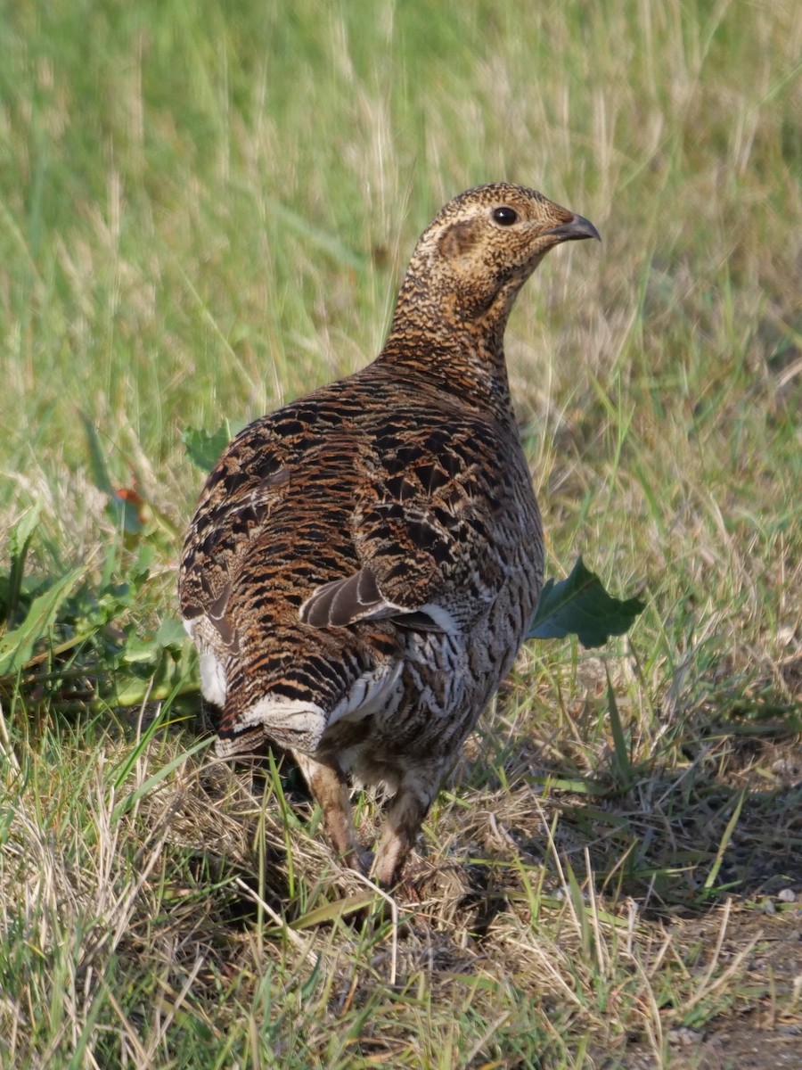 クロライチョウ - ML445798971