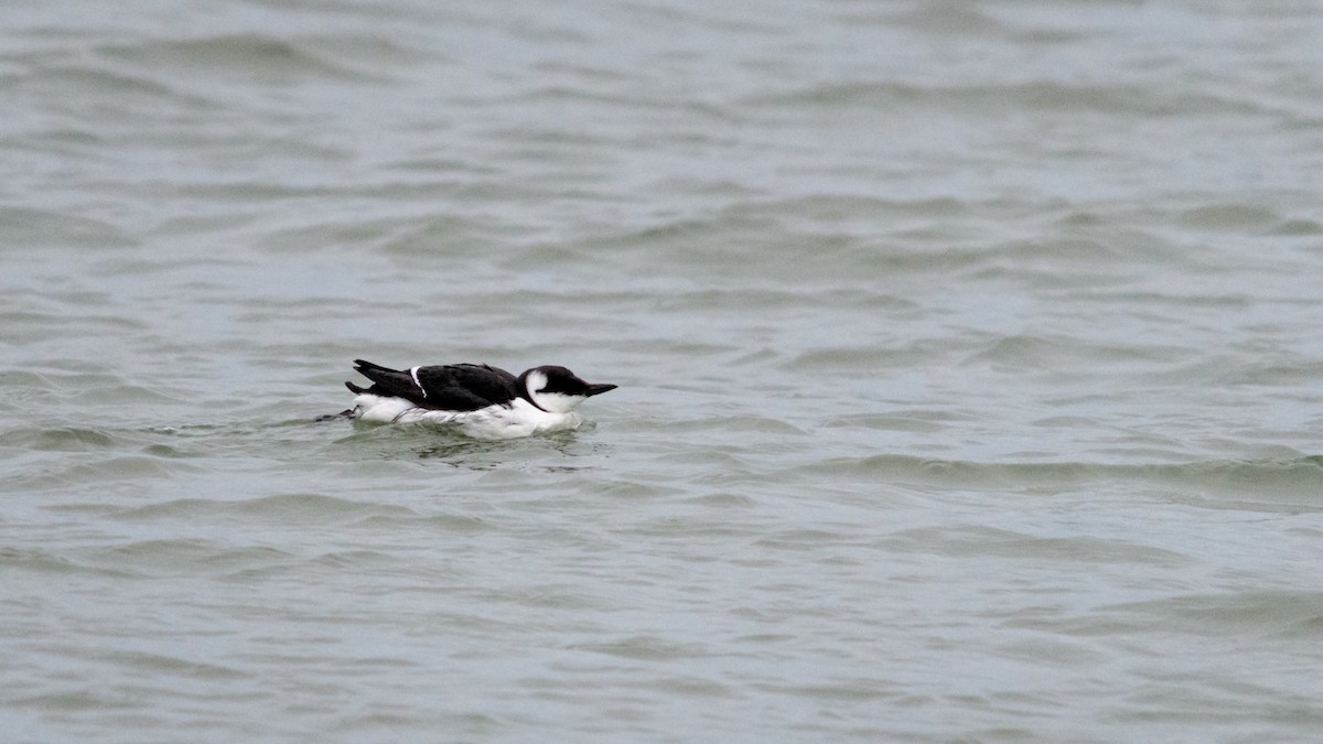 Common Murre - Paul Lehman