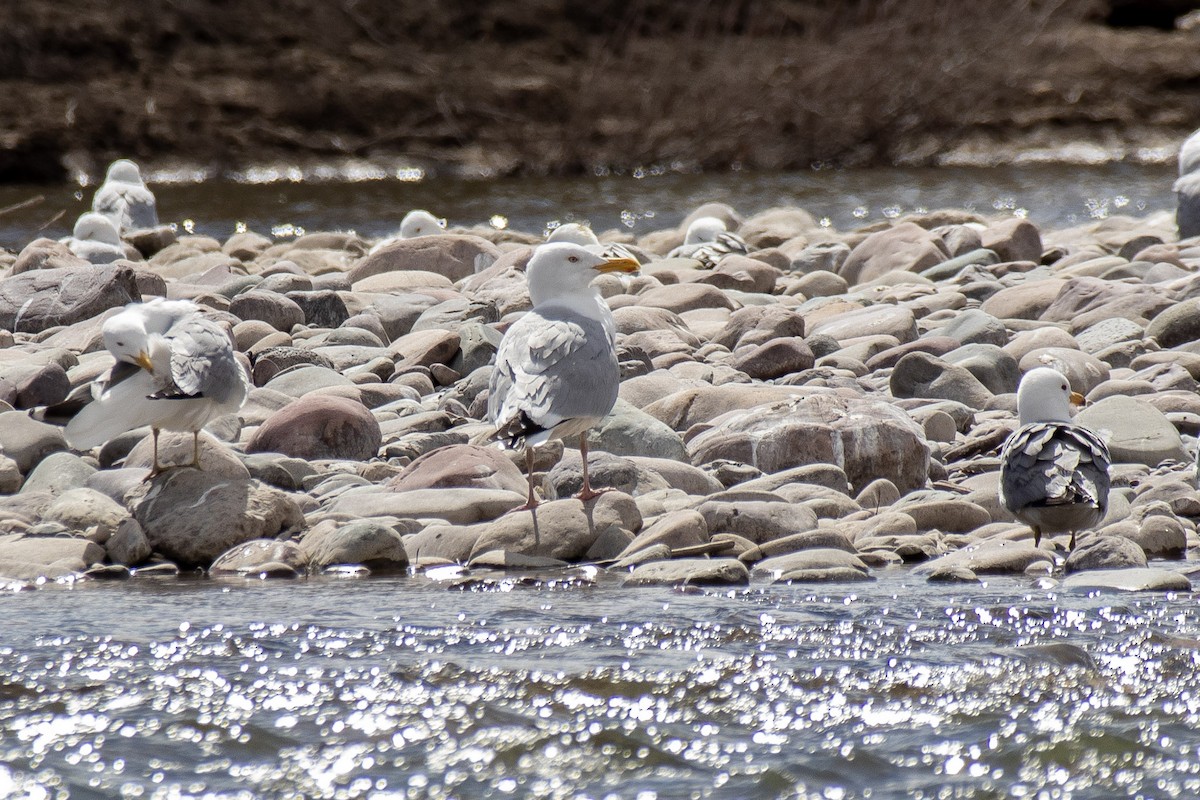 Herring Gull - Ryan Webster