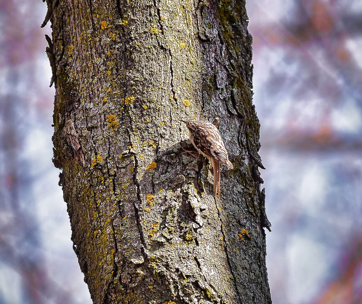 Brown Creeper - ML445802481