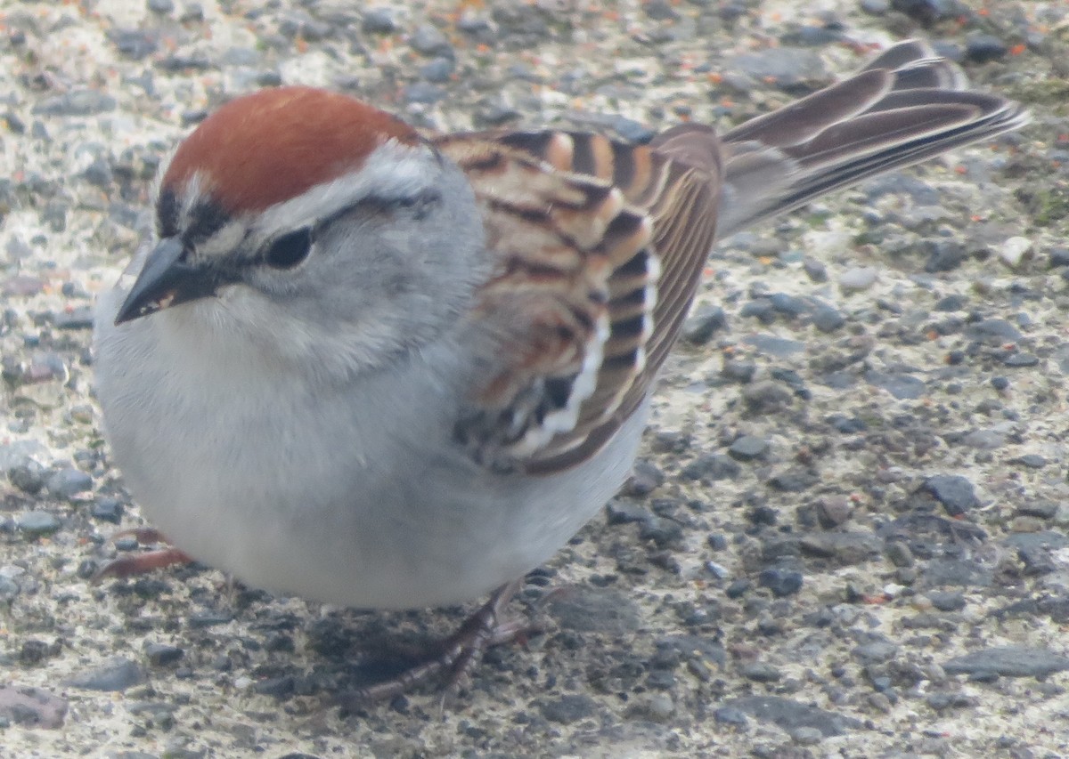 Chipping Sparrow - ML445802701